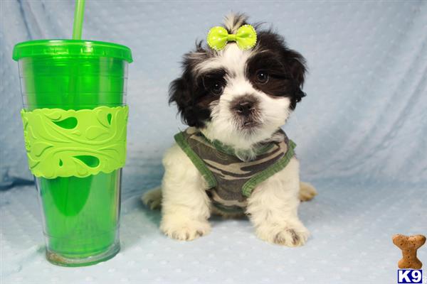 lvpuppyheaven Picture 3